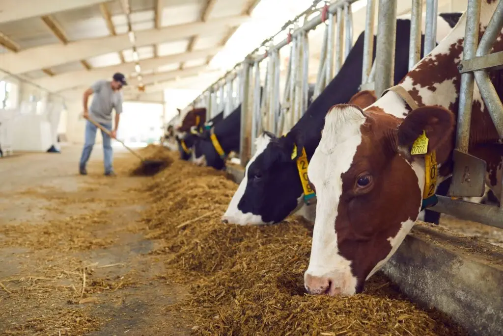 FutureFeed aims to reduce GHG emissions.